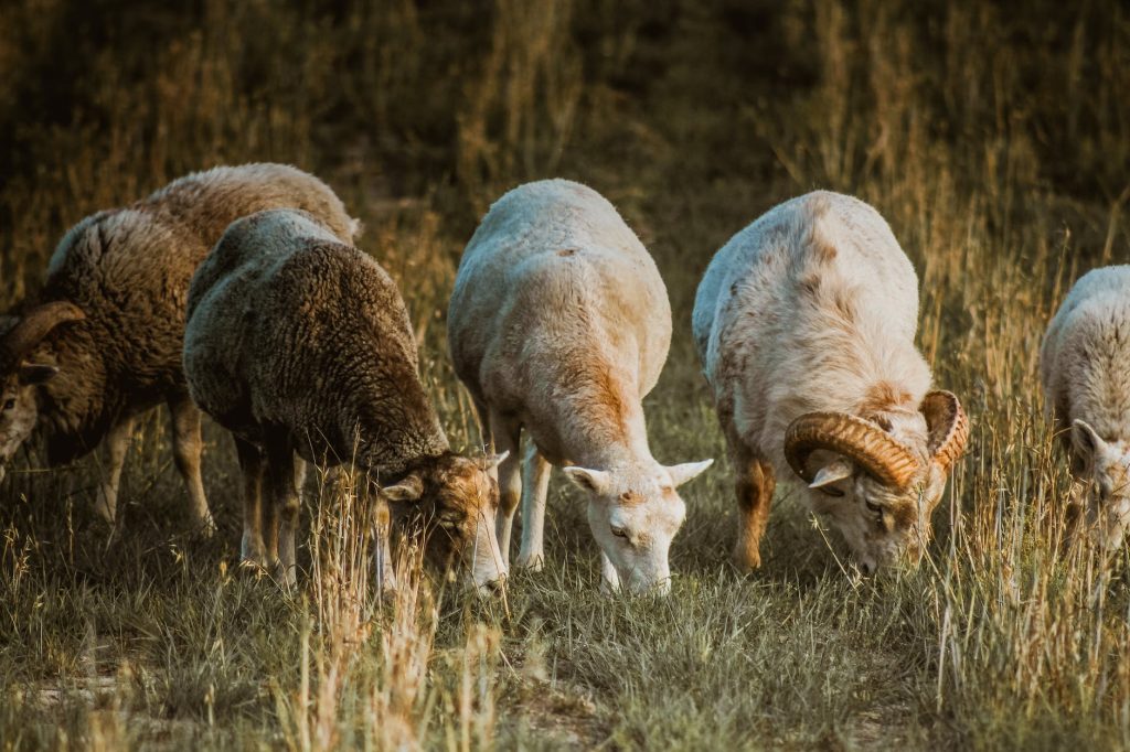 photo of goats grazing on grass field