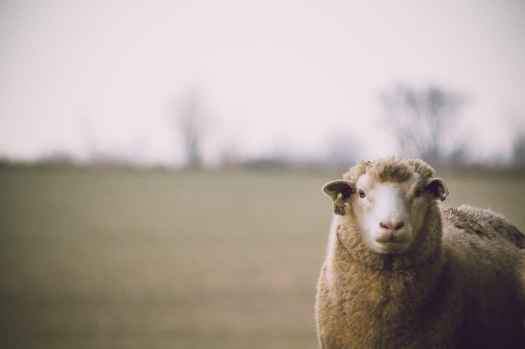 Merinovilla lammas seisoo laitumella.